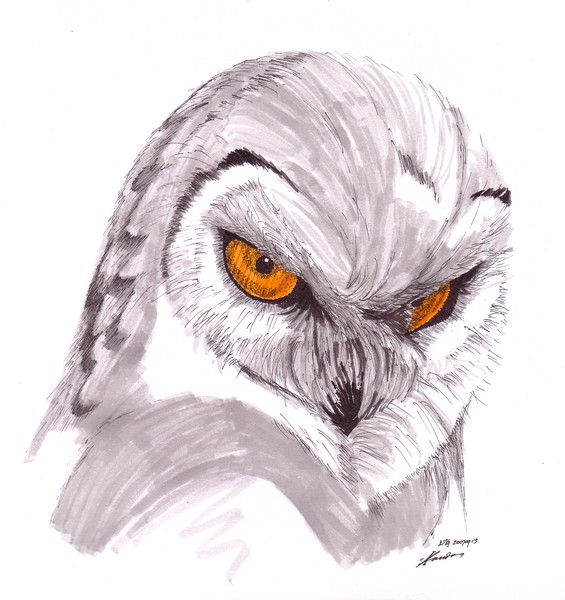 Die Auge Der Eule 2