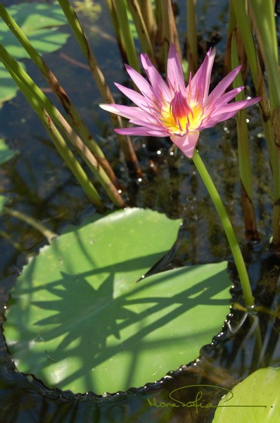 Shadow of the Lotus