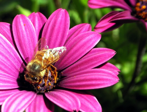 Busy Bee
