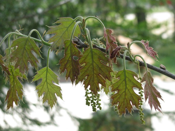 Decorated Oak