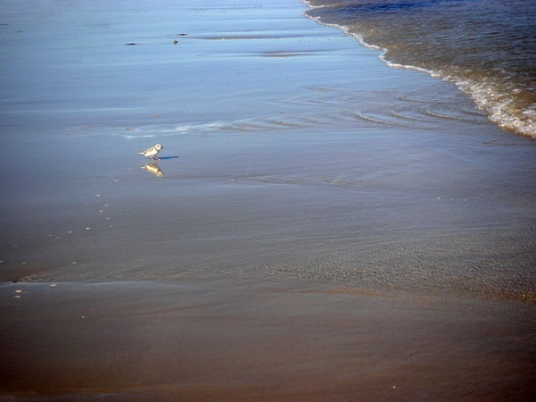 Being One With The Gulf - Cautious