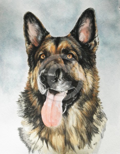 German Shepherd