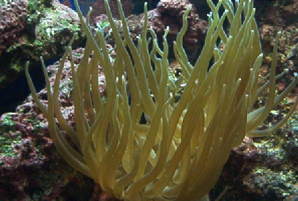 Under the Sea