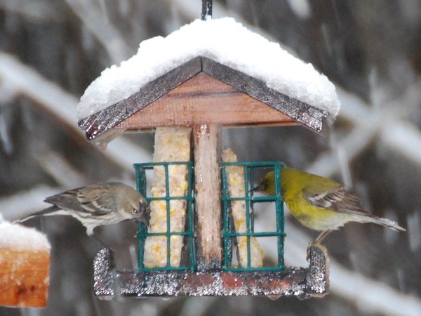March Snow Birds