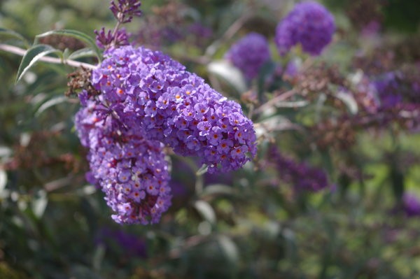 Macro Flowers 01