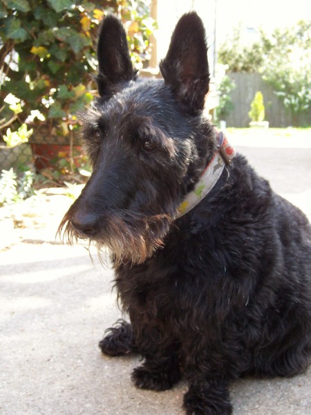 LADY BONNIE