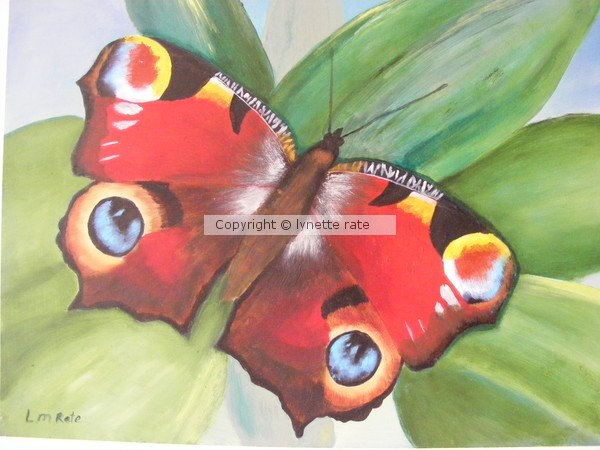 peacock butterfly