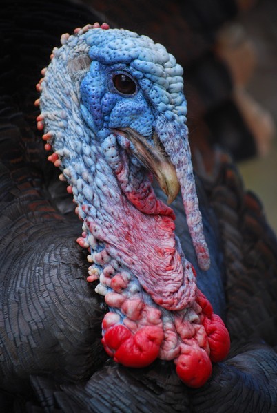 Talking Turkey