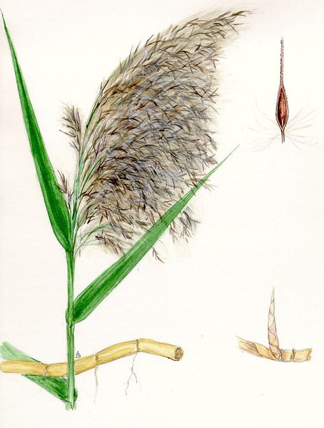 Common Reed - Phragmites communis