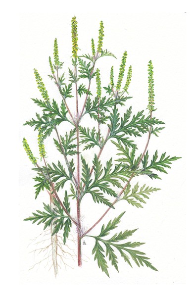 Ambrosia artemisiifolia