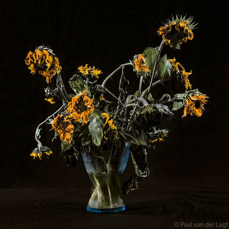 sunflowers