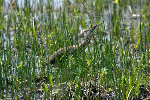  American Bittern