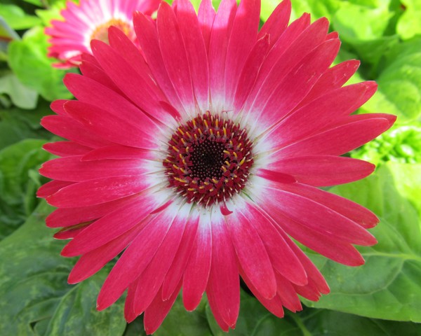 Gerbera Daisy