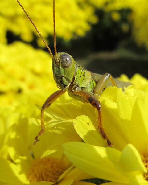 Green Grasshopper