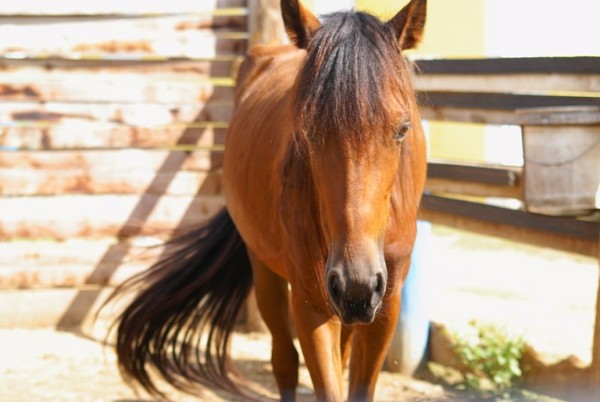 Brown Horse