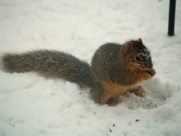 Cold and Hungry