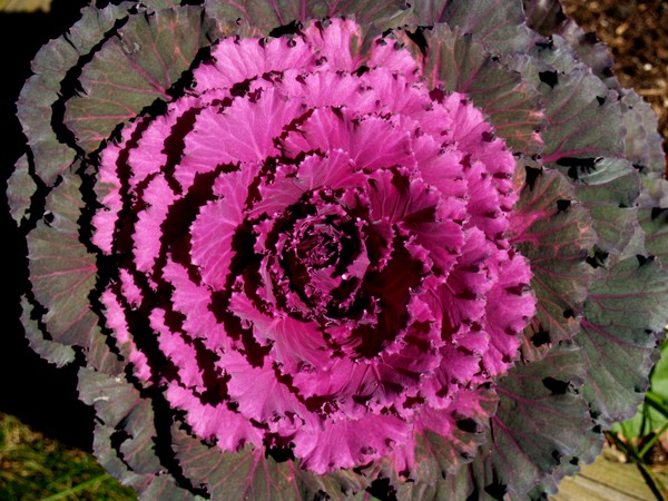 Winter Cabbage