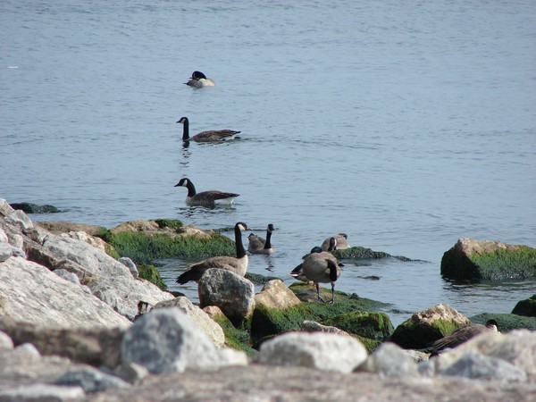 Goose Gathering