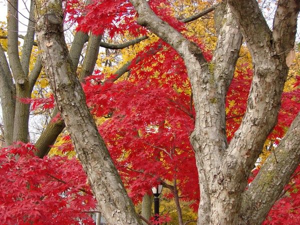 Brilliant Fall Colour