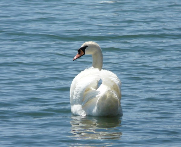 Startled Swan
