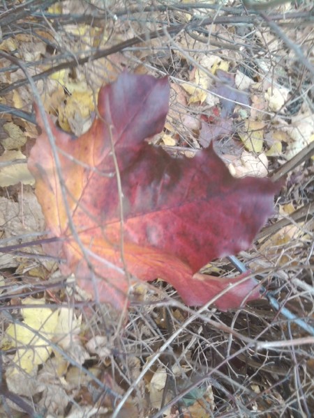 Fall series 2011