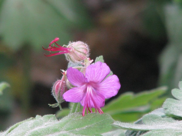 pink floras series
