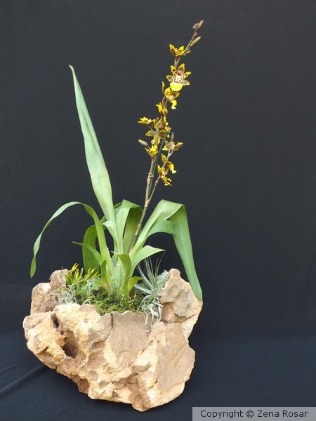 Orquidea