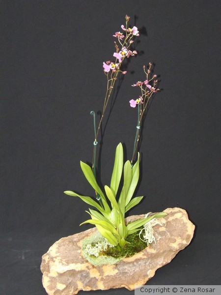 Orquidea