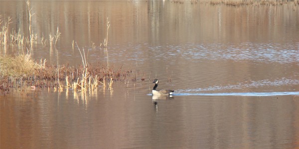 goose