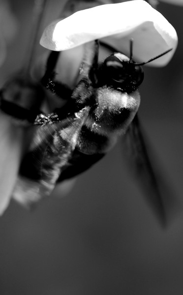 Macro 2