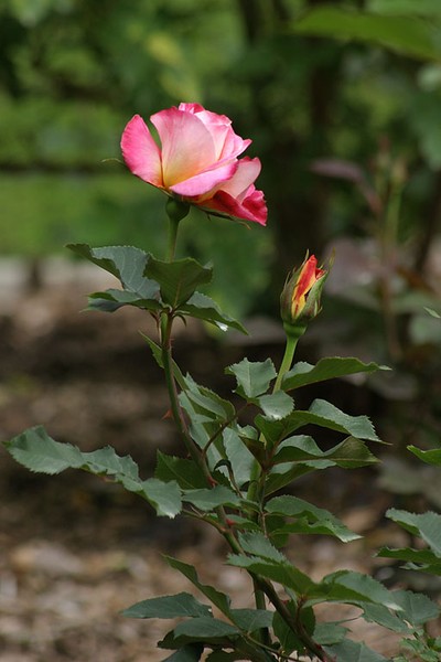Rose in Town Garden in Wyckoff