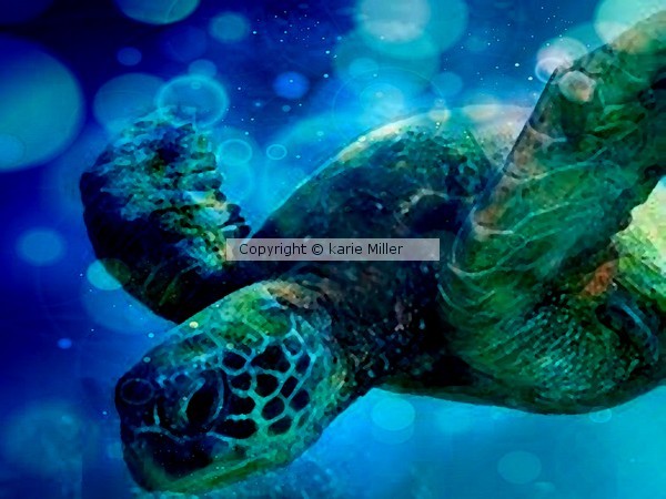 Sea Guardian 4