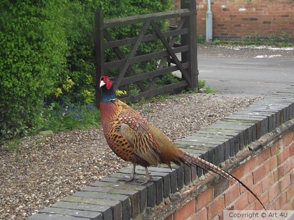 Strutting his stuff