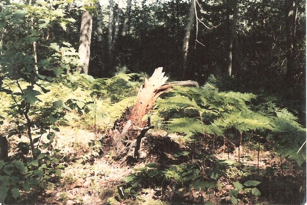 Forrest Floor