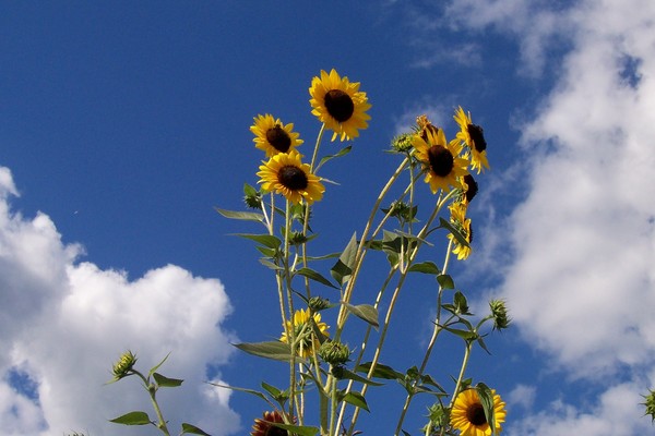 Sunflowers