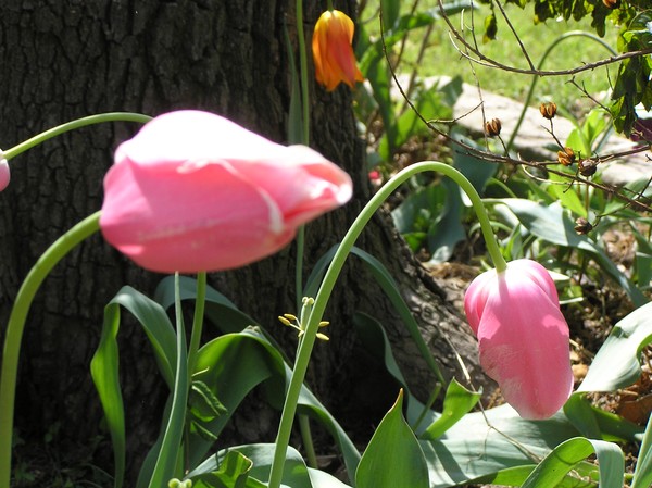 Lazy Tulips