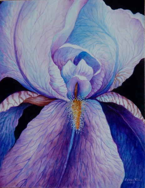 Purple Iris