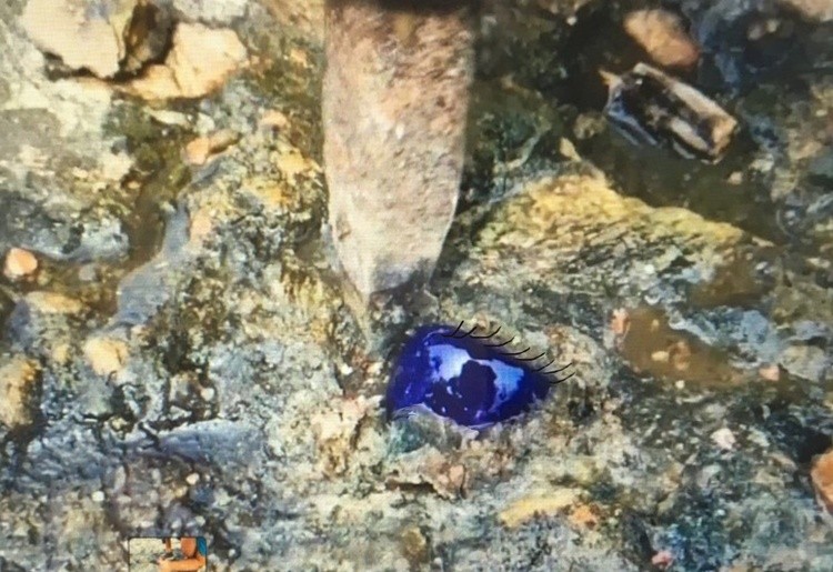EYE OF NATURE