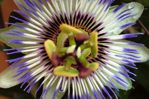 passion flower