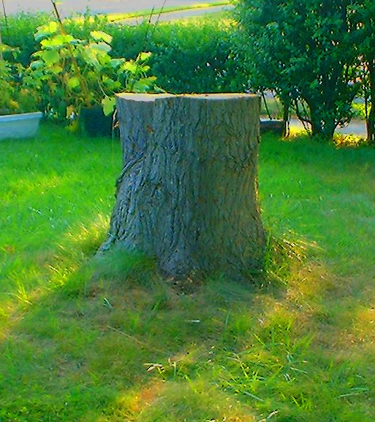 Beautiful Tree Stump
