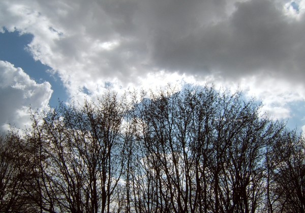Reaching for the clouds