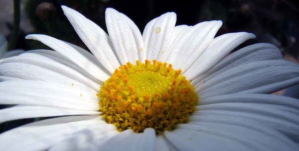 Daisy