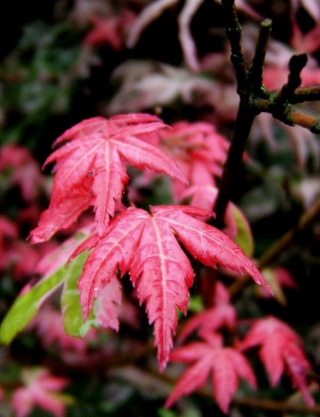 Pink leaves