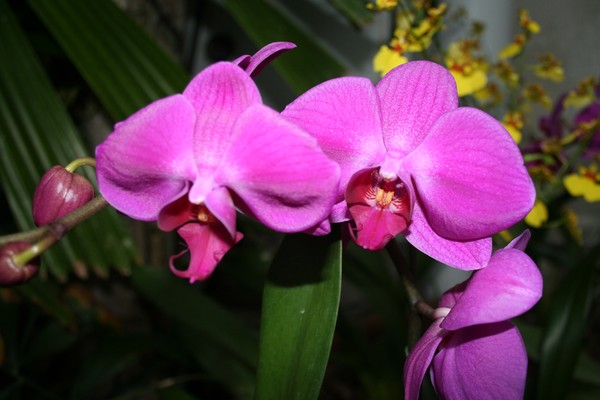 Think Pink