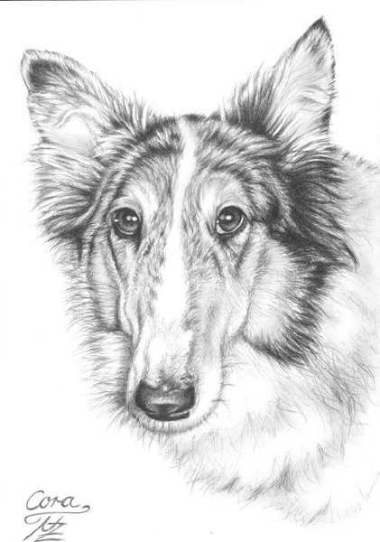 Collie Mix
