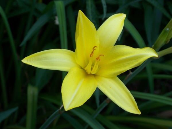 Yellow Daylily