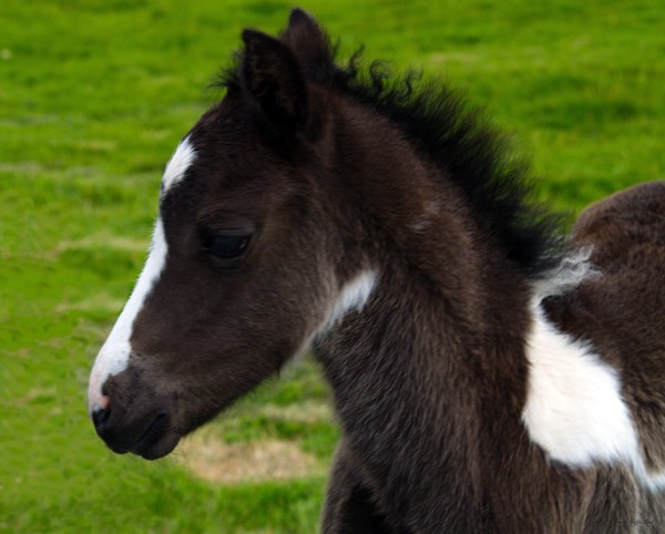 Baby- fine art print-colt