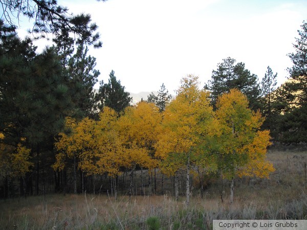 Fall Foilage Sept 2011 My camera 016