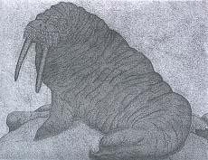 Walrus