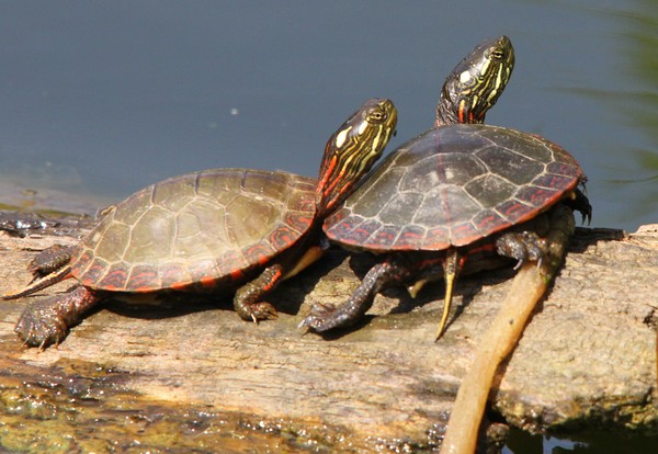Sun bathing Paint Turtles.